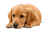 Pet ball