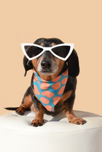 Dog Sunnies