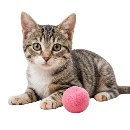 Cat Toys